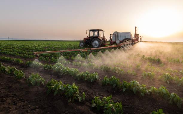 Best Ant Control Services  in Sage, CA