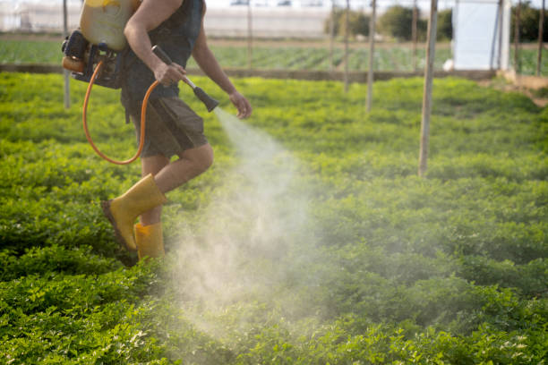 Best Cockroach Control Services  in Sage, CA