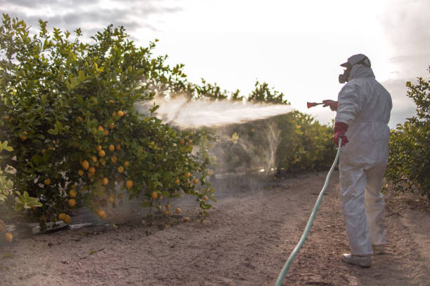 Spider Control Near Me in Sage, CA