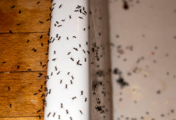 Best Pest Control Near Me  in Sage, CA